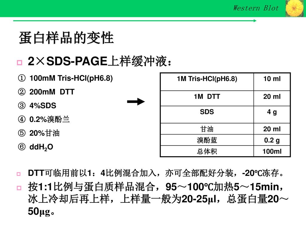 蛋白样品的变性 2×SDS-PAGE上样缓冲液：