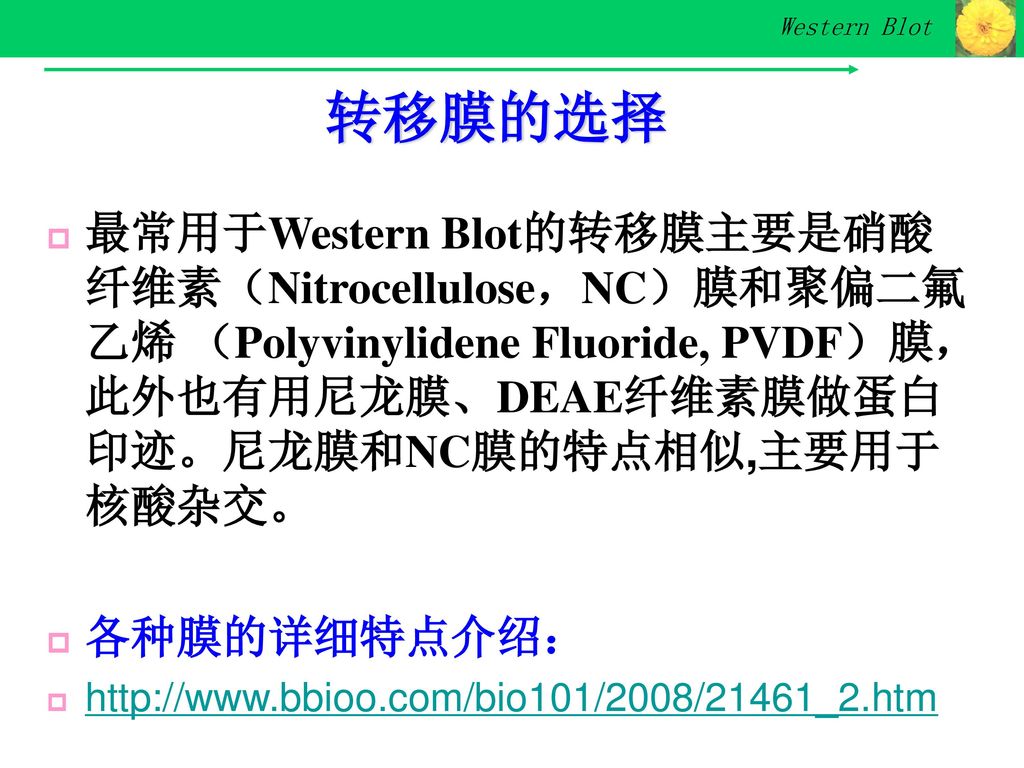 转移膜的选择 最常用于Western Blot的转移膜主要是硝酸纤维素（Nitrocellulose，NC）膜和聚偏二氟乙烯 （Polyvinylidene Fluoride, PVDF）膜，此外也有用尼龙膜、DEAE纤维素膜做蛋白印迹。尼龙膜和NC膜的特点相似,主要用于核酸杂交。