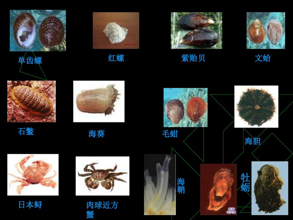 红螺 紫贻贝 文蛤 单齿螺 石鳖 海葵 毛蚶 海胆 牡蛎 海鞘 日本鲟 肉球近方蟹