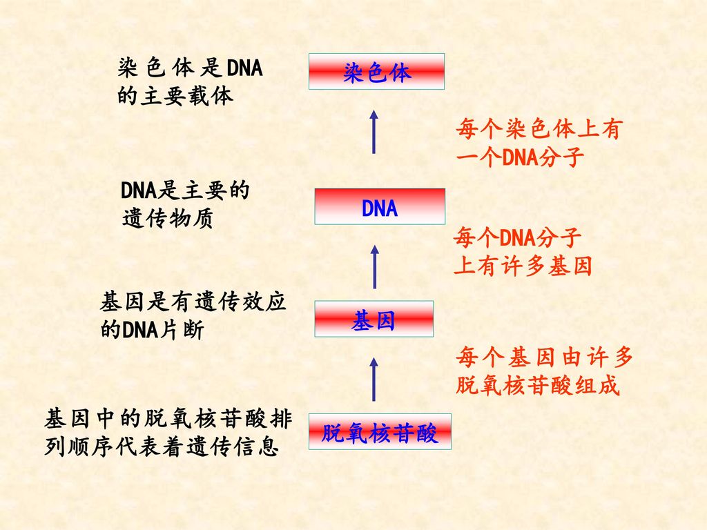 染色体是DNA的主要载体 染色体. DNA. 基因. 脱氧核苷酸. 每个染色体上有一个DNA分子. DNA是主要的. 遗传物质. 每个DNA分子. 上有许多基因. 基因是有遗传效应.