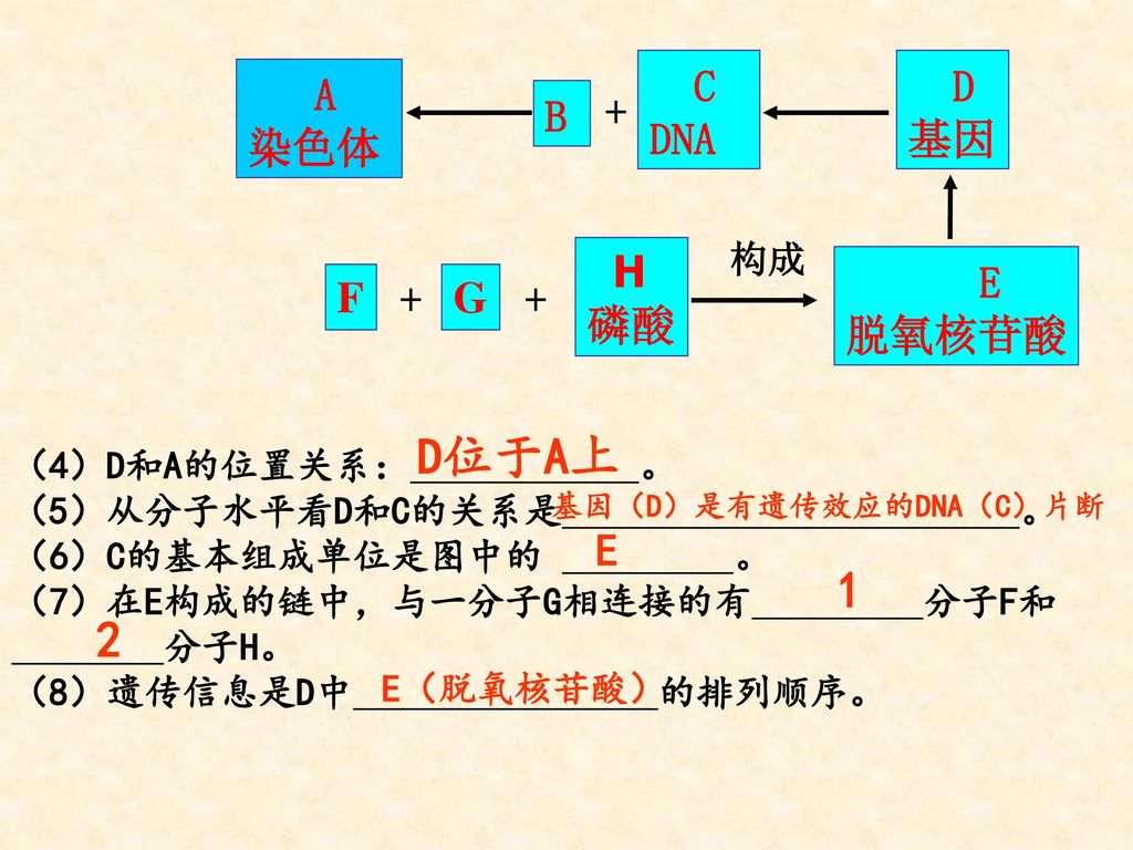 D位于A上 1 2 A 染色体 B + C DNA D 基因 E 脱氧核苷酸 H 磷酸 F G E 构成 （4）D和A的位置关系： 。