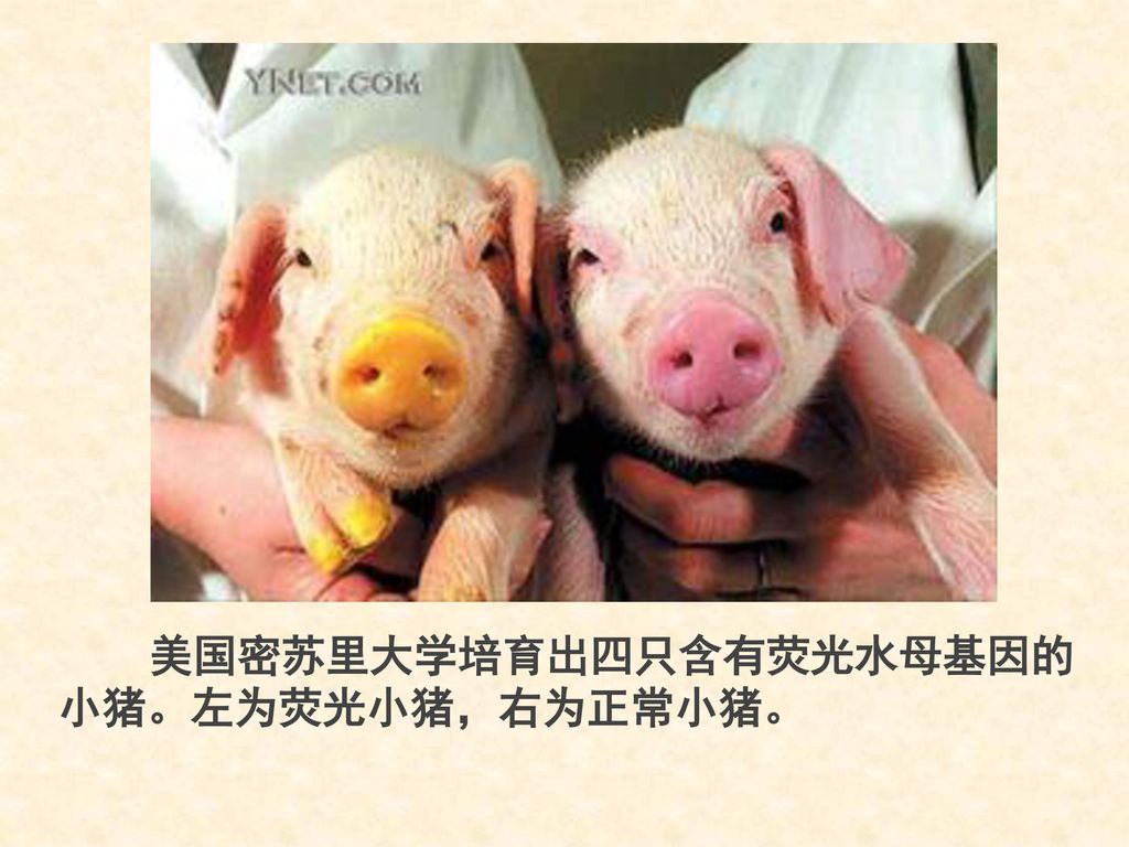 美国密苏里大学培育出四只含有荧光水母基因的小猪。左为荧光小猪，右为正常小猪。