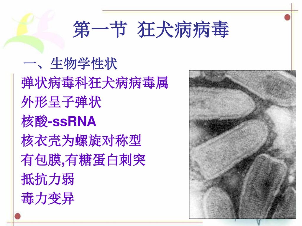 第一节 狂犬病病毒 一、生物学性状 弹状病毒科狂犬病病毒属 外形呈子弹状 核酸-ssRNA 核衣壳为螺旋对称型 有包膜,有糖蛋白刺突