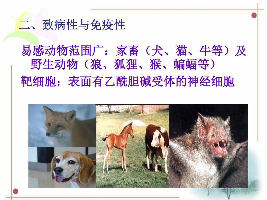 二、致病性与免疫性 易感动物范围广：家畜（犬、猫、牛等）及野生动物（狼、狐狸、猴、蝙蝠等） 靶细胞：表面有乙酰胆碱受体的神经细胞