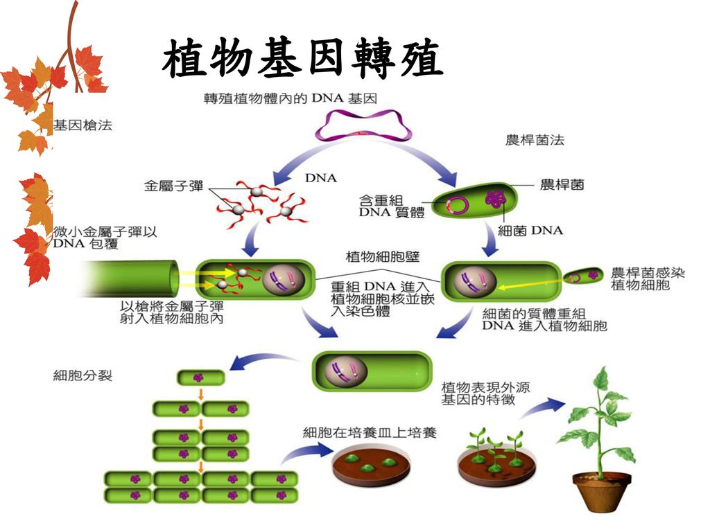 遺傳 基因 工程藉由重組dna技術來操作基因 以達成人類利用的目的包括 基因轉殖 基因選殖 基因放大等 Ppt Download