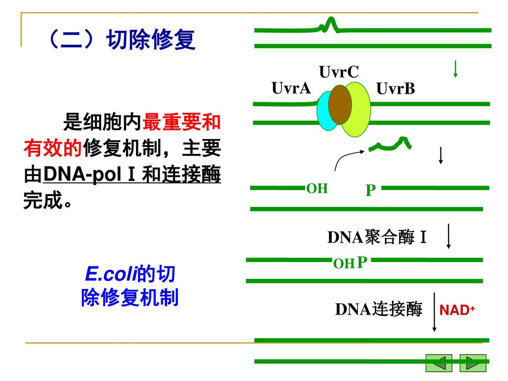（三）重排 DNA分子内较大片段的交换，称为重组或重排。