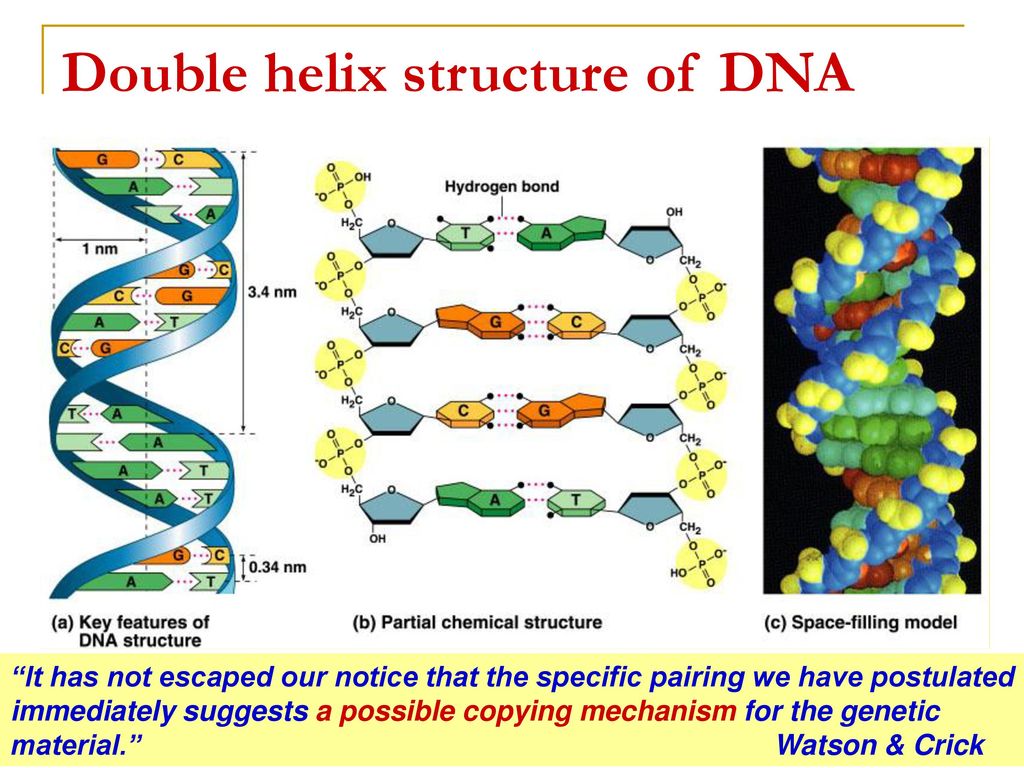Double helix structure of DNA