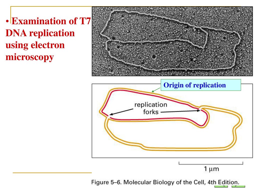 Examination of T7 DNA replication using electron microscopy