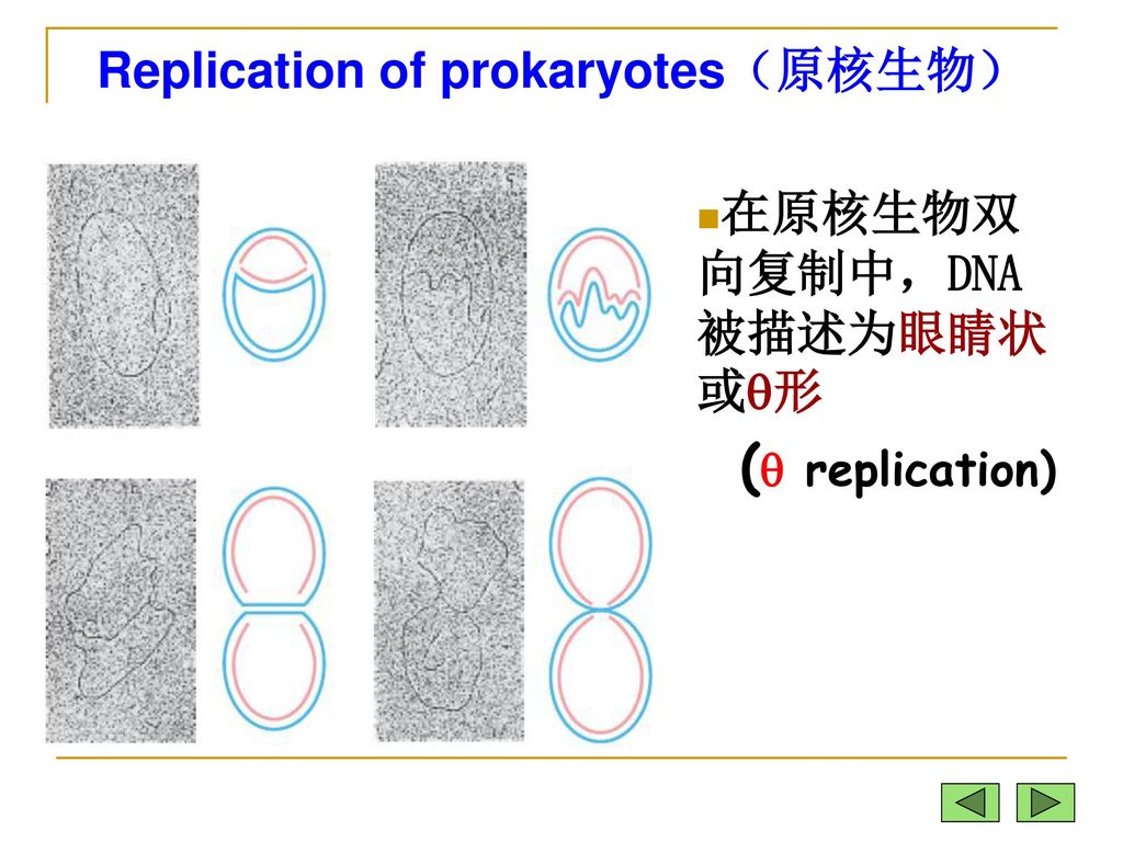 Replication of prokaryotes（原核生物）