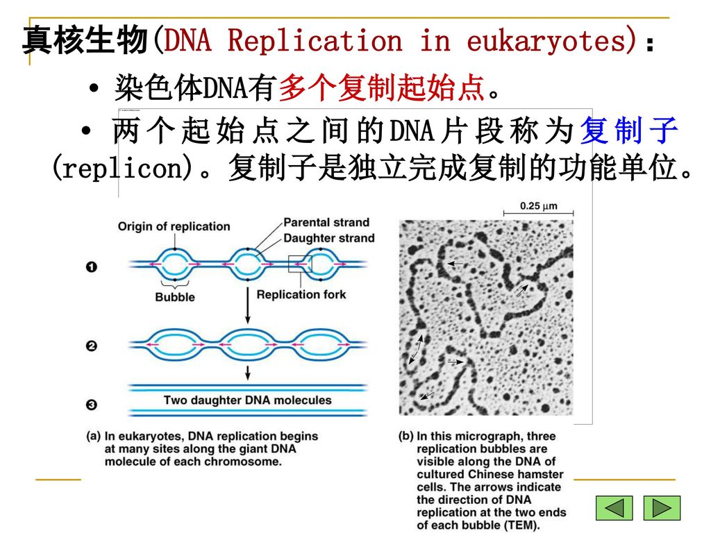 • 染色体DNA有多个复制起始点。 真核生物(DNA Replication in eukaryotes)：