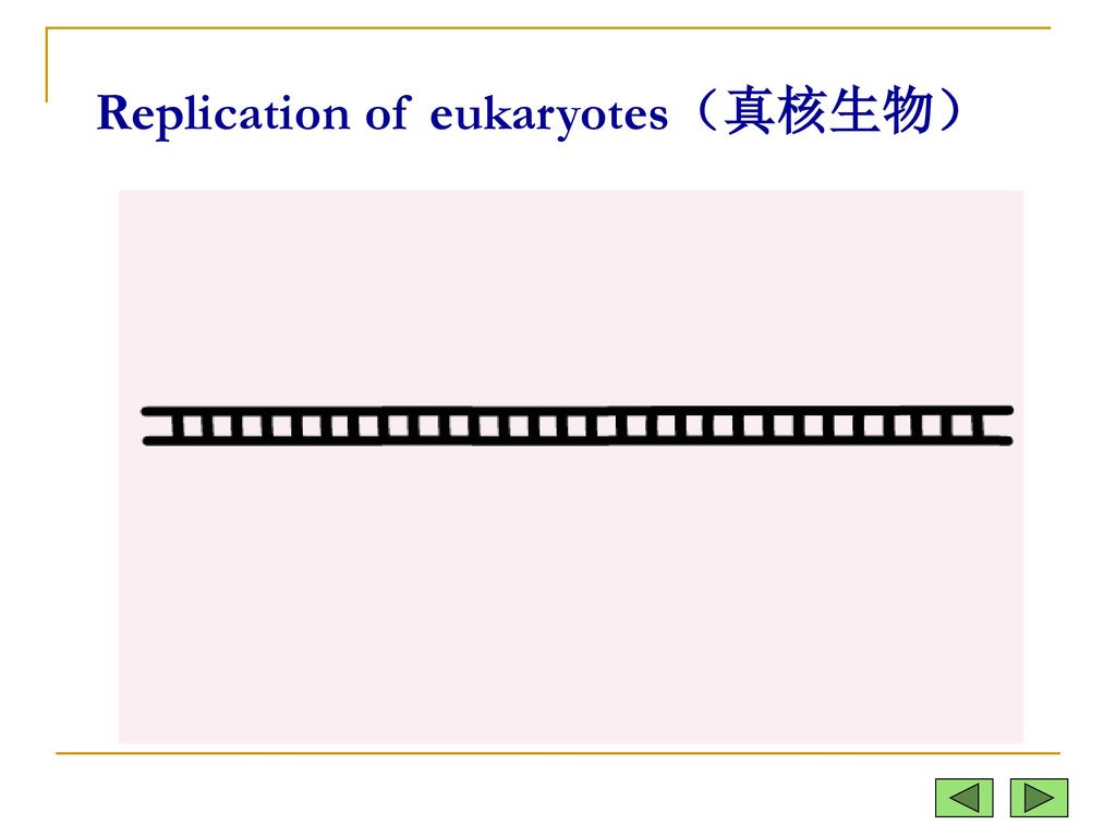 Replication of eukaryotes（真核生物）