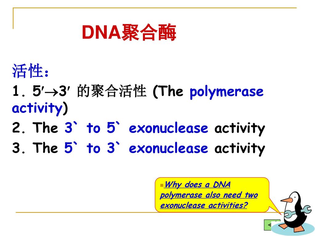 DNA聚合酶 活性： 1. 53 的聚合活性 (The polymerase activity)