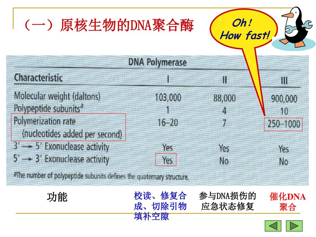 （一）原核生物的DNA聚合酶 Oh！ How fast! 功能 校读、修复合成、切除引物填补空隙 参与DNA损伤的应急状态修复