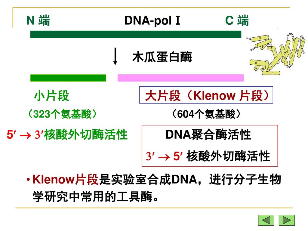 DNA-polⅠ DNA聚合酶活性   5 核酸外切酶活性
