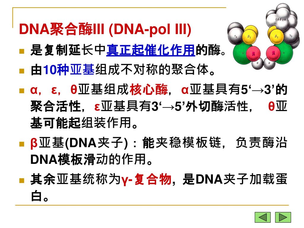 DNA聚合酶III (DNA-pol III)