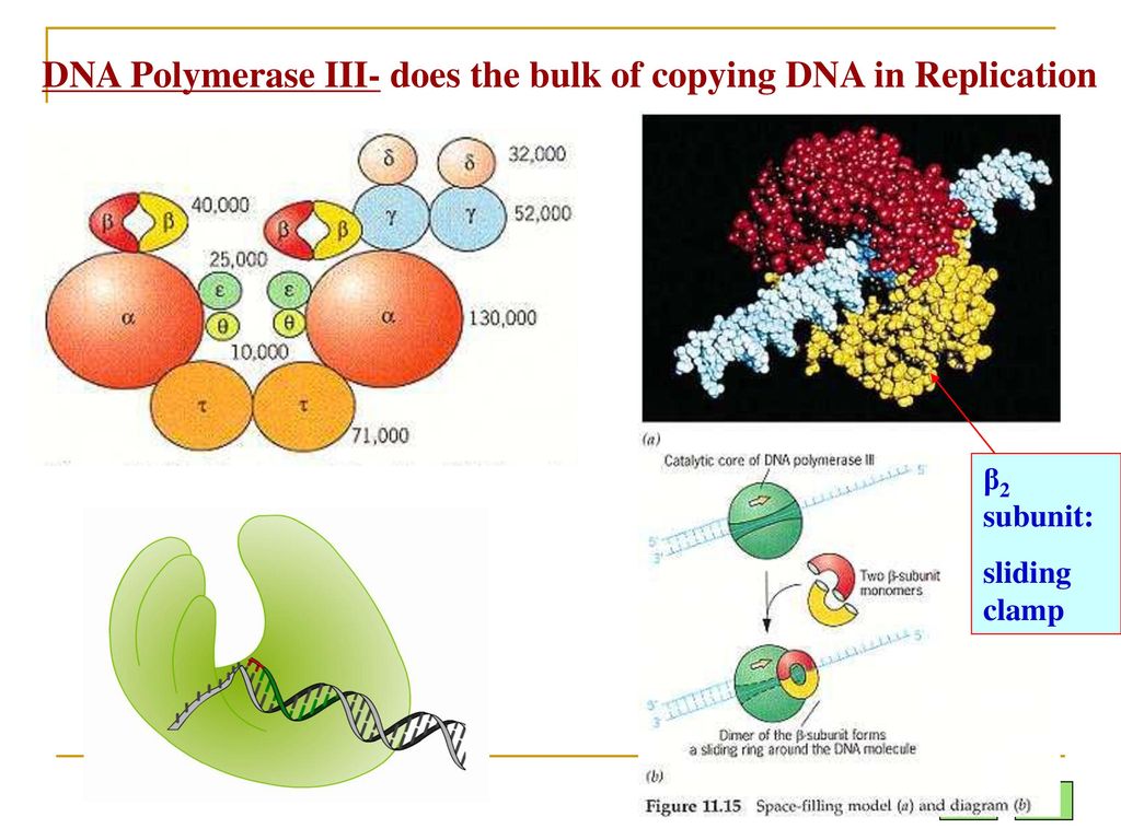 DNA Polymerase III- does the bulk of copying DNA in Replication