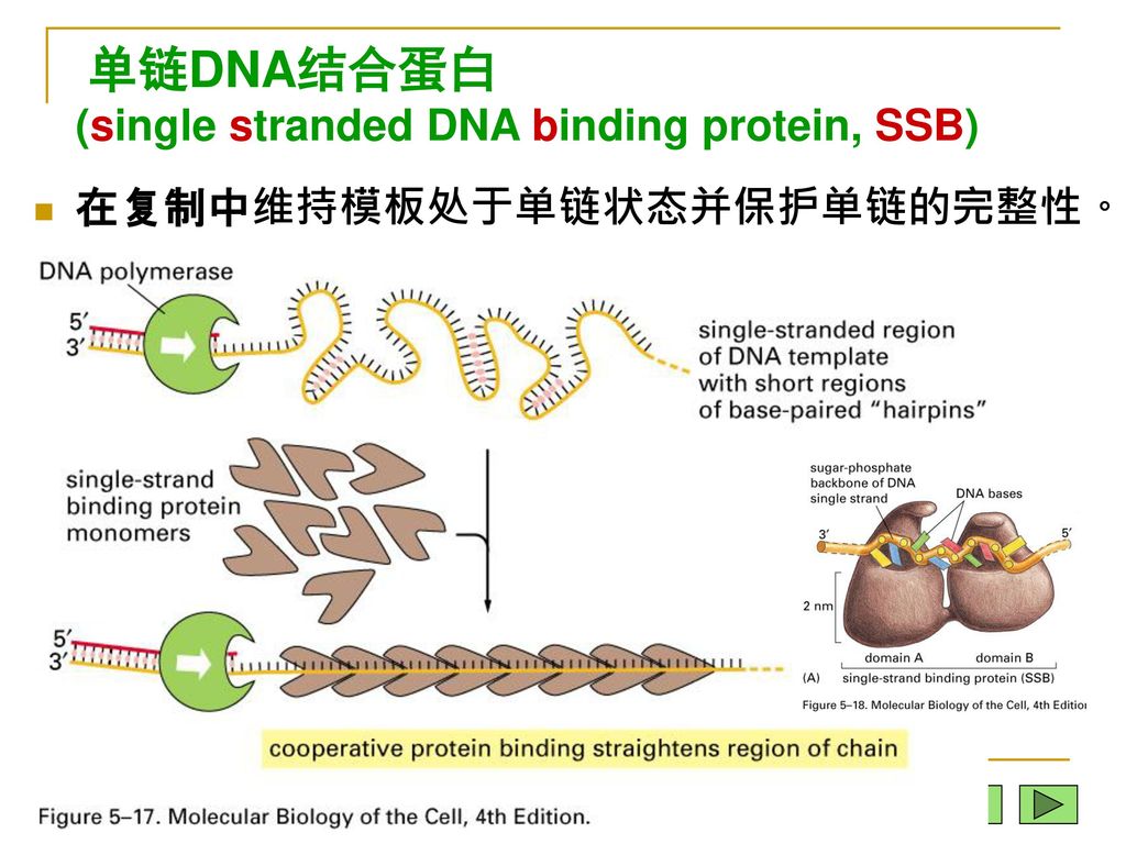 单链DNA结合蛋白 (single stranded DNA binding protein, SSB)