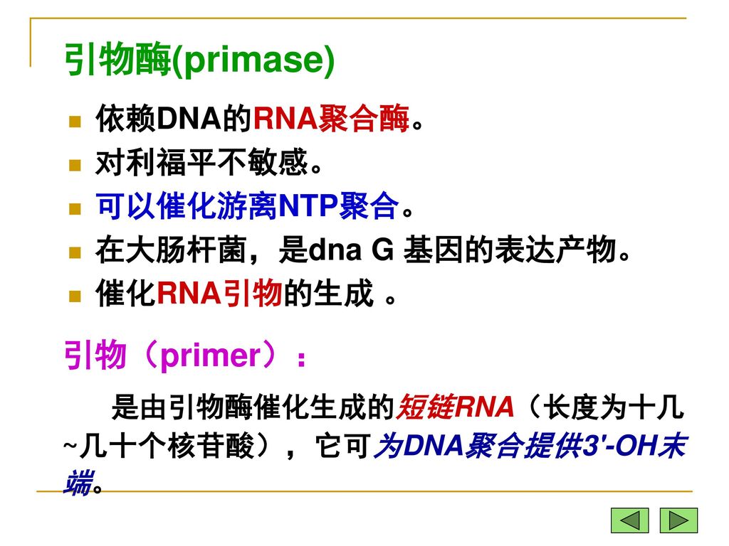 引物酶(primase) 引物（primer）：