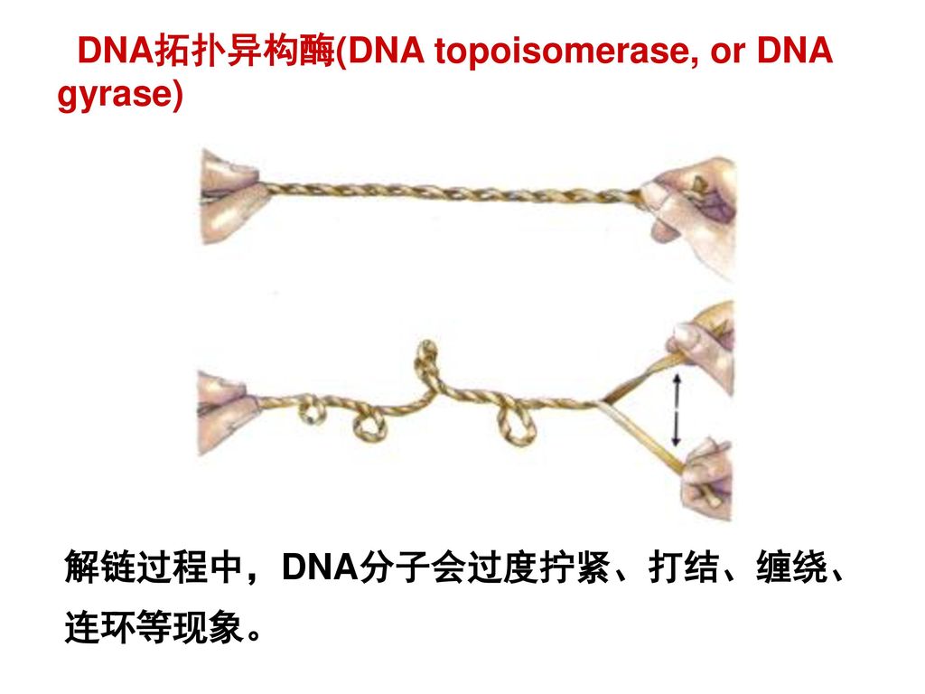 DNA拓扑异构酶(DNA topoisomerase, or DNA gyrase)