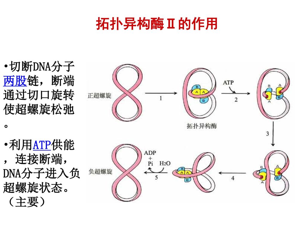 拓扑异构酶Ⅱ的作用 切断DNA分子两股链，断端通过切口旋转使超螺旋松弛。 利用ATP供能，连接断端， DNA分子进入负超螺旋状态。（主要）