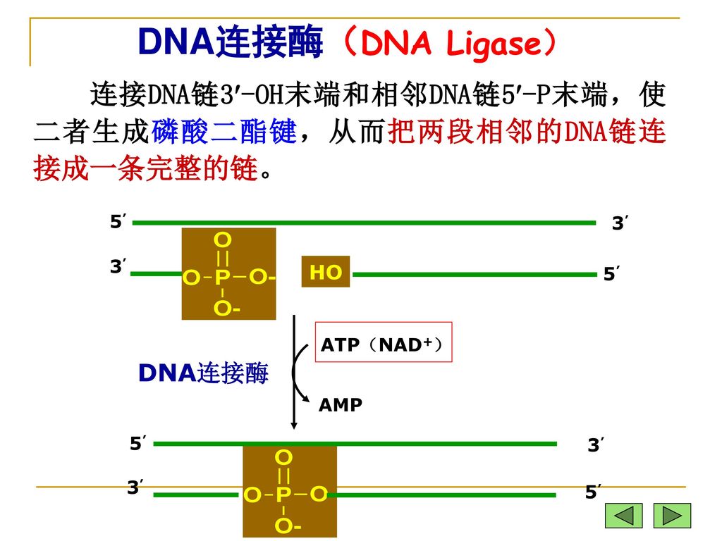 DNA连接酶（DNA Ligase） 连接DNA链3-OH末端和相邻DNA链5-P末端，使二者生成磷酸二酯键，从而把两段相邻的DNA链连接成一条完整的链。 HO. 5’ 3’ DNA连接酶.