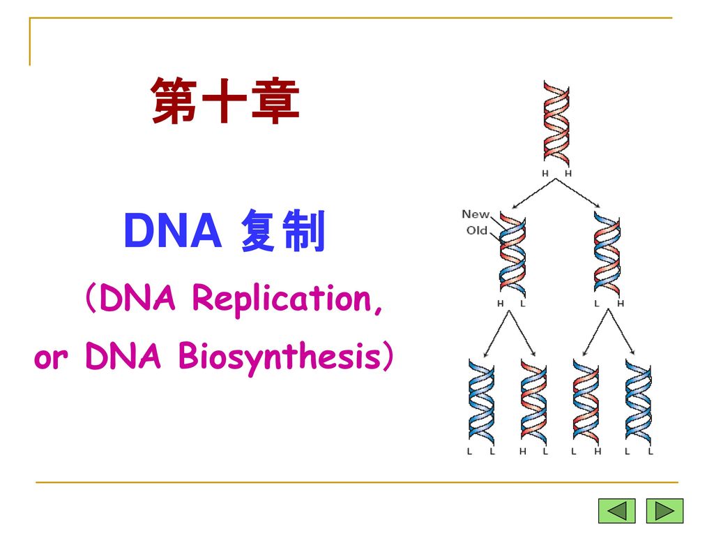 第十章 DNA 复制 （DNA Replication, or DNA Biosynthesis）