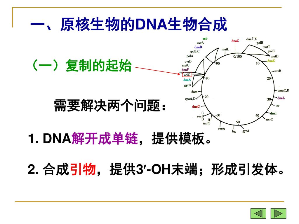 一、原核生物的DNA生物合成 （一）复制的起始 需要解决两个问题： 1. DNA解开成单链，提供模板。