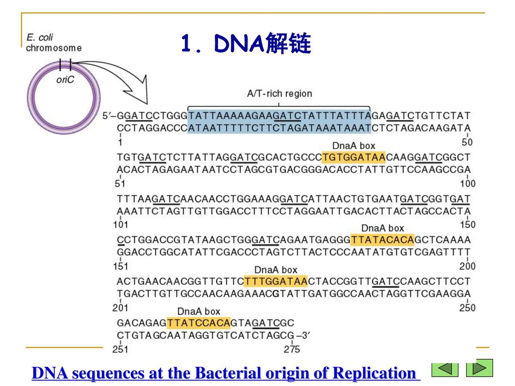 1. DNA解链 DNA sequences at the Bacterial origin of Replication