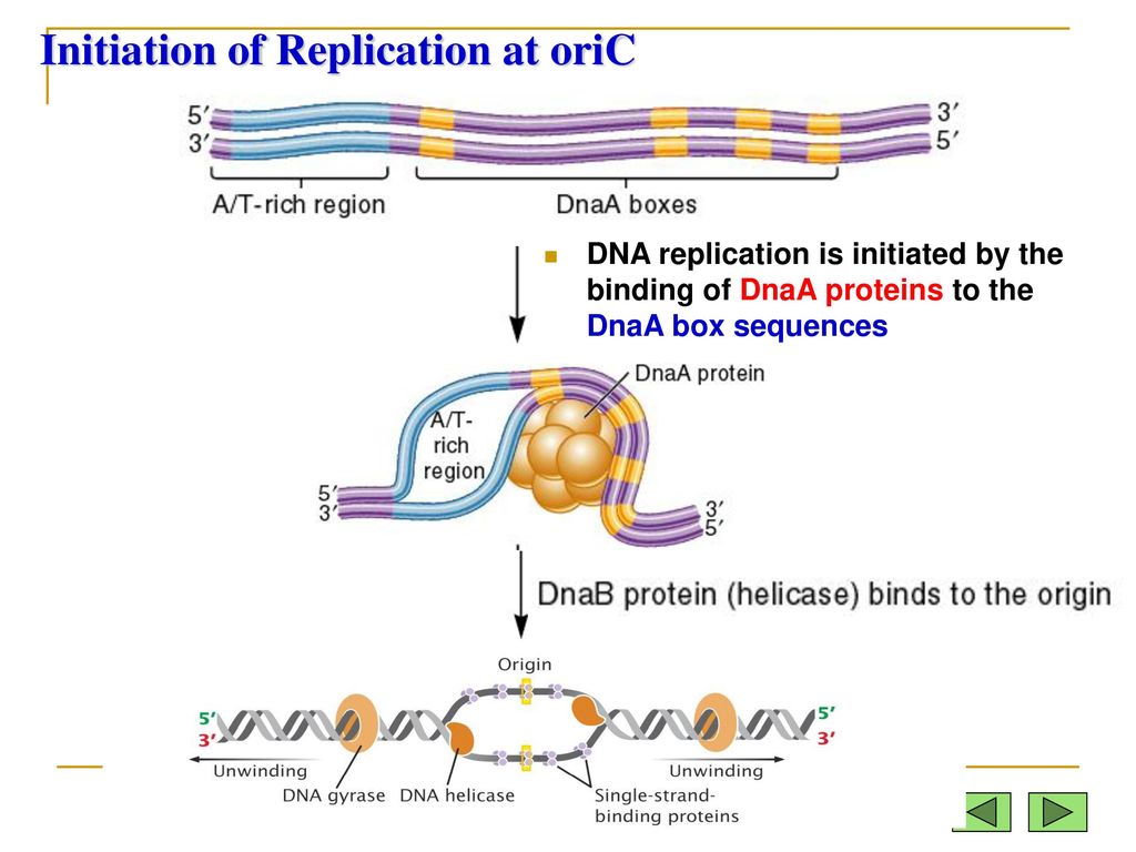 Initiation of Replication at oriC