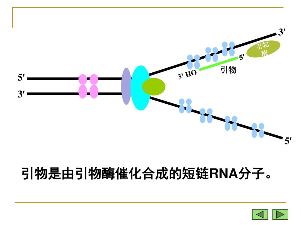 引物是由引物酶催化合成的短链RNA分子。