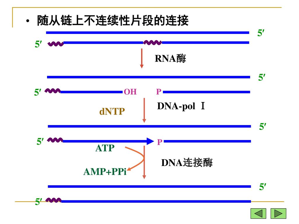 随从链上不连续性片段的连接 5 RNA酶 5 DNA-pol Ⅰ dNTP 5 ATP DNA连接酶 AMP+PPi 5 OH P