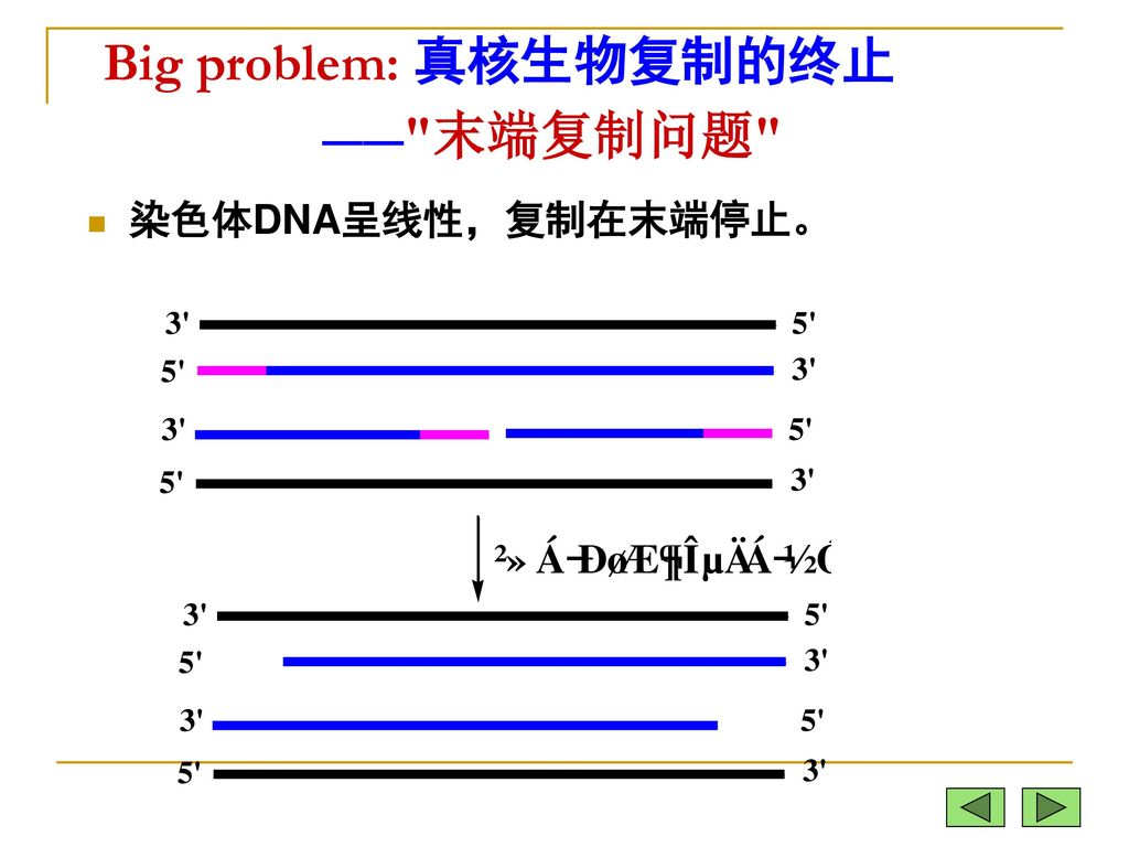 真核生物端粒的形成： 端粒（telomere）是指真核生物染色体线性DNA分子末端的结构部分，通常膨大成粒状。