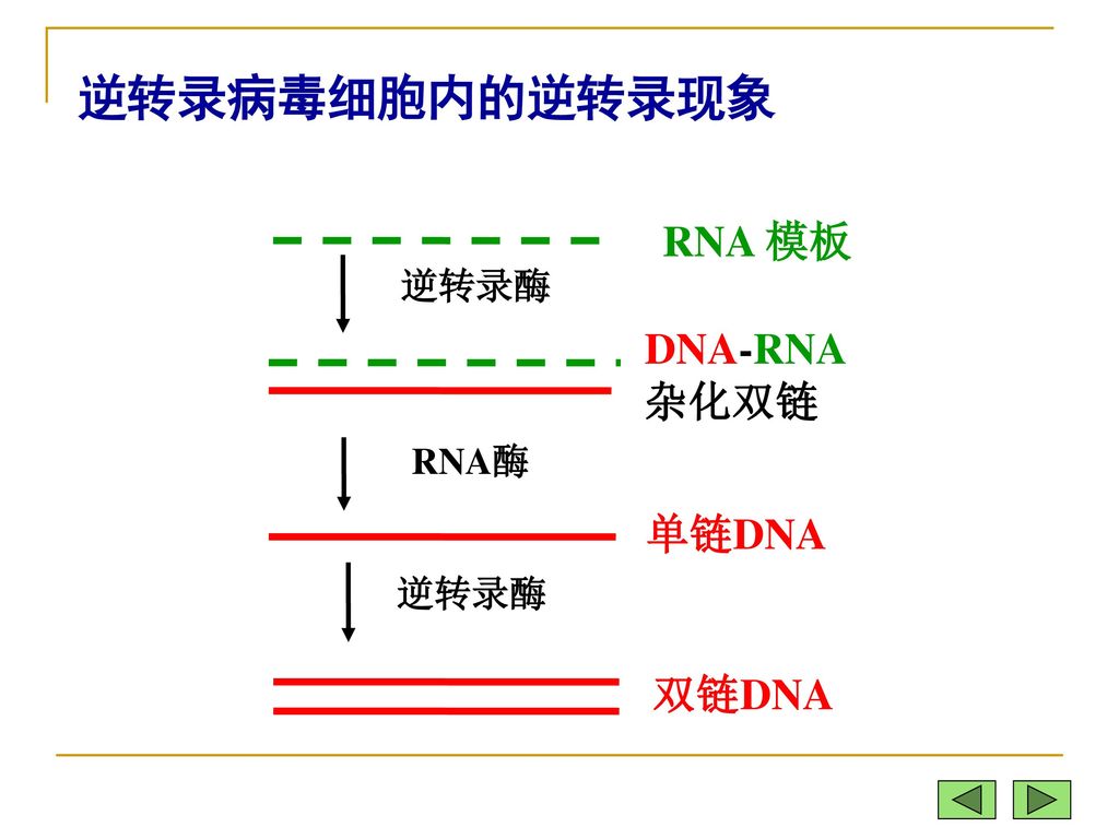 一、逆转录病毒和逆转录酶 RNA DNA 逆转录 (reverse transcription)