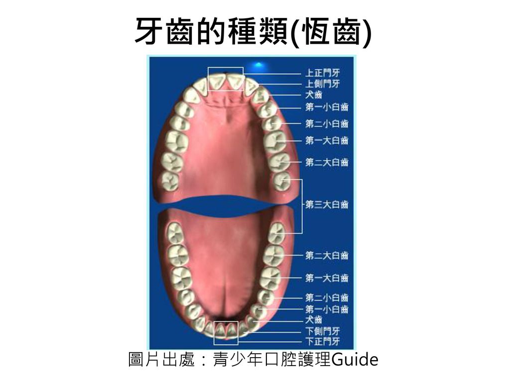 牙齒的種類(恆齒) 圖片出處：青少年口腔護理Guide
