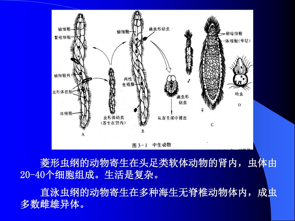 菱形虫纲的动物寄生在头足类软体动物的肾内，虫体由20-40个细胞组成。生活是复杂。