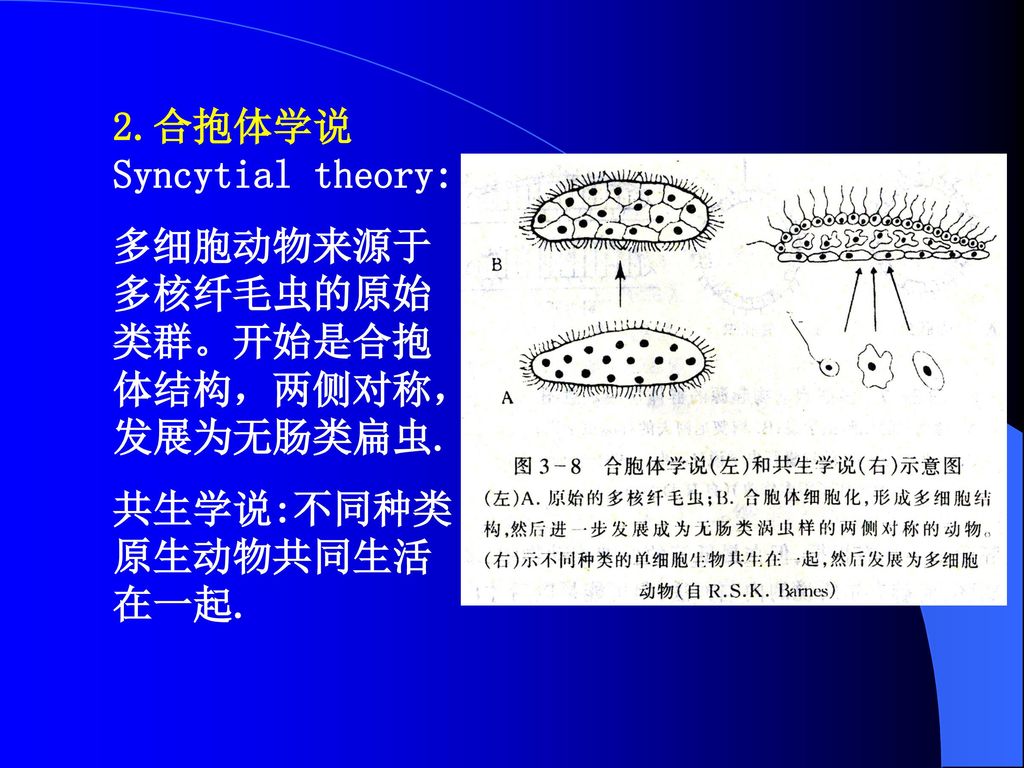 2.合抱体学说Syncytial theory: