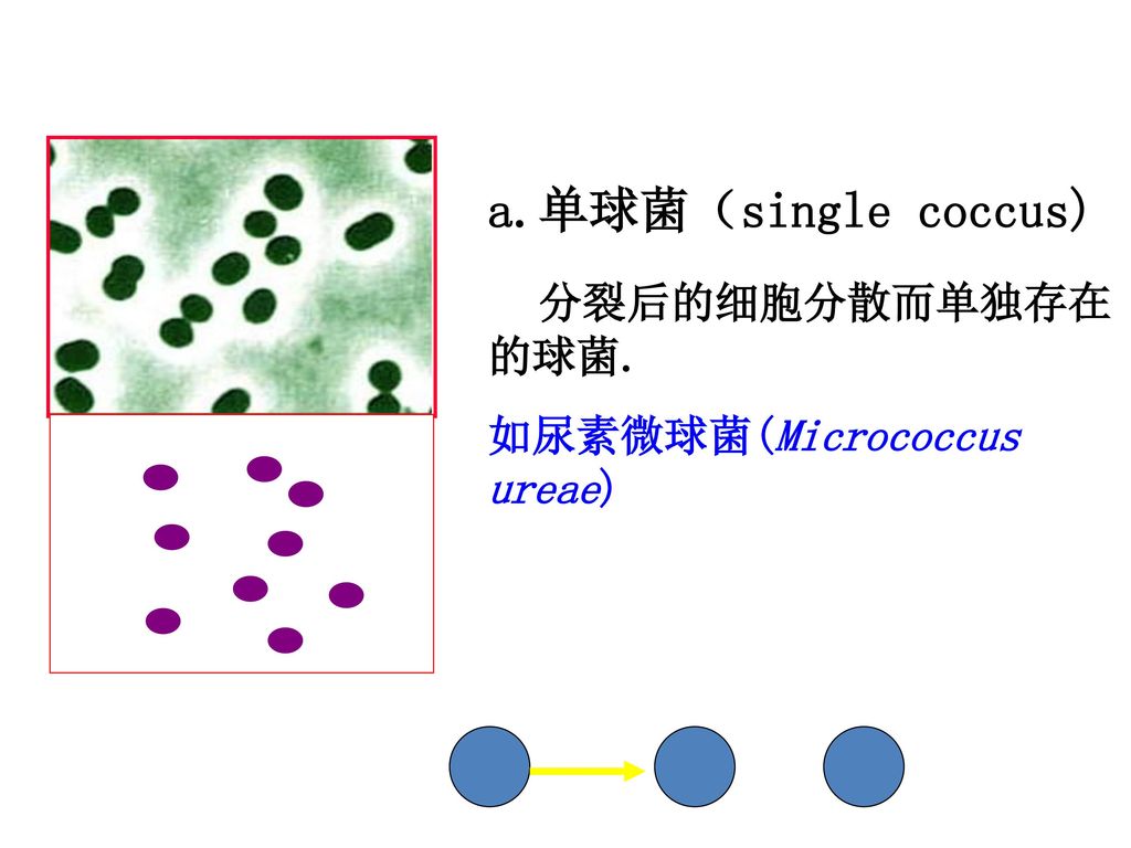 a.单球菌（single coccus) 分裂后的细胞分散而单独存在的球菌. 如尿素微球菌(Micrococcus ureae)