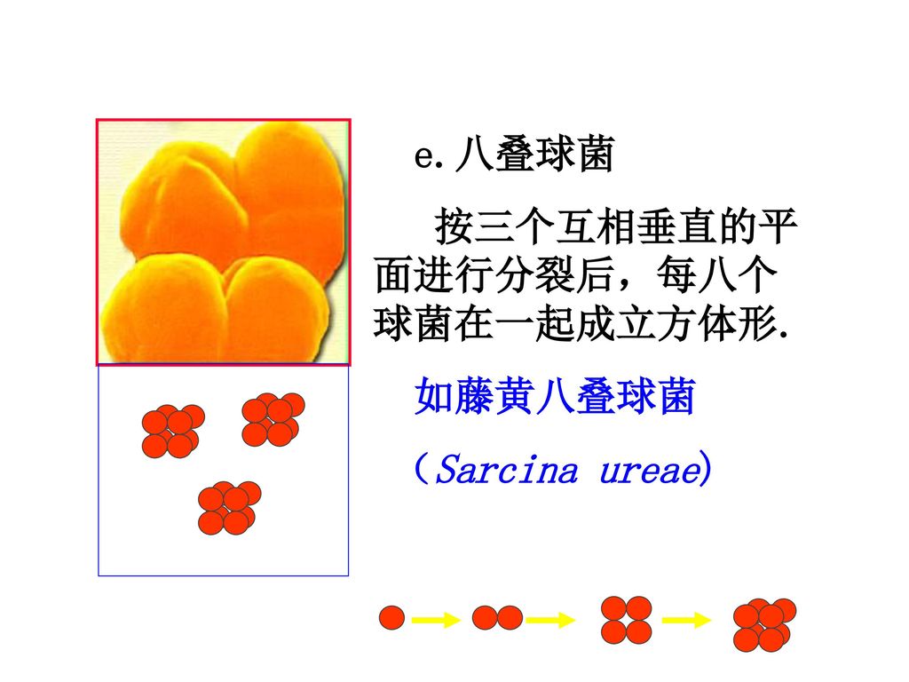 e.八叠球菌 按三个互相垂直的平面进行分裂后，每八个球菌在一起成立方体形. 如藤黄八叠球菌 （Sarcina ureae)