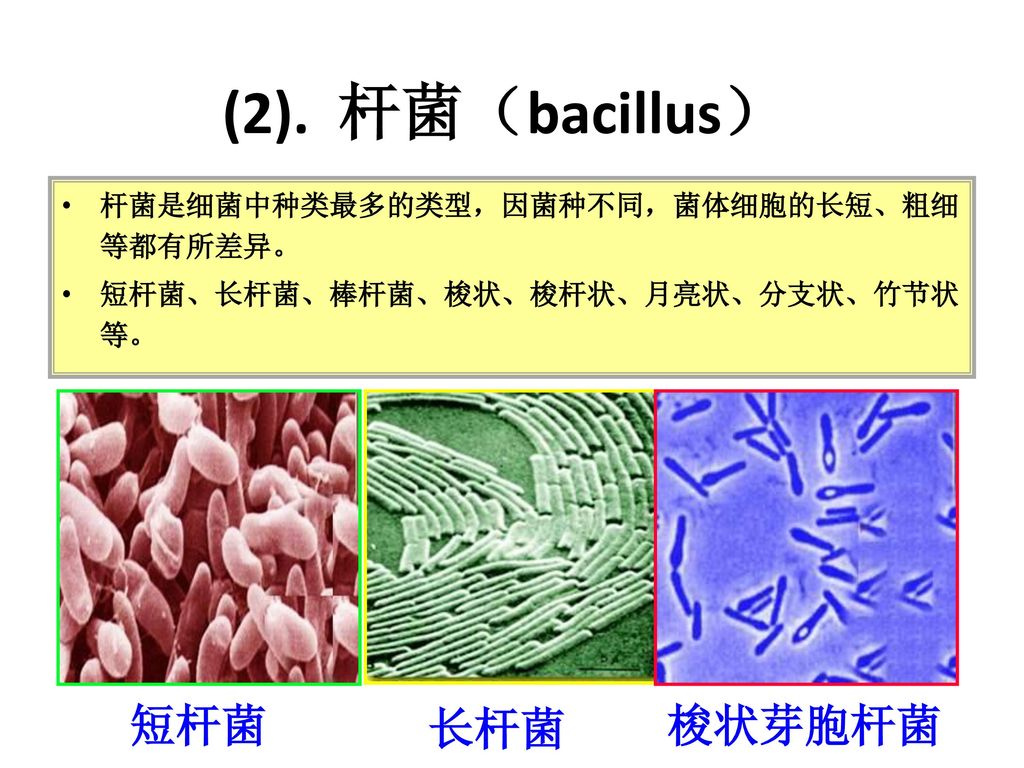 (2). 杆菌（bacillus） 短杆菌 长杆菌 梭状芽胞杆菌 杆菌是细菌中种类最多的类型，因菌种不同，菌体细胞的长短、粗细等都有所差异。