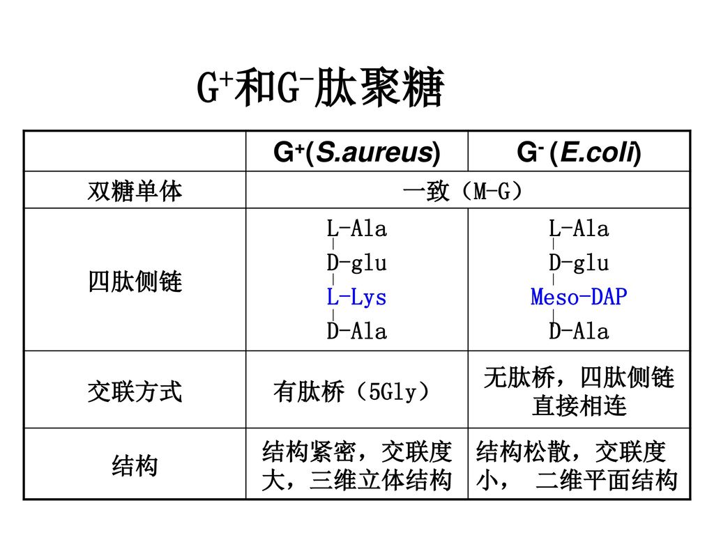 G+和G-肽聚糖 G+(S.aureus) G- (E.coli) 双糖单体 一致（M-G） 四肽侧链 L-Ala D-glu L-Lys