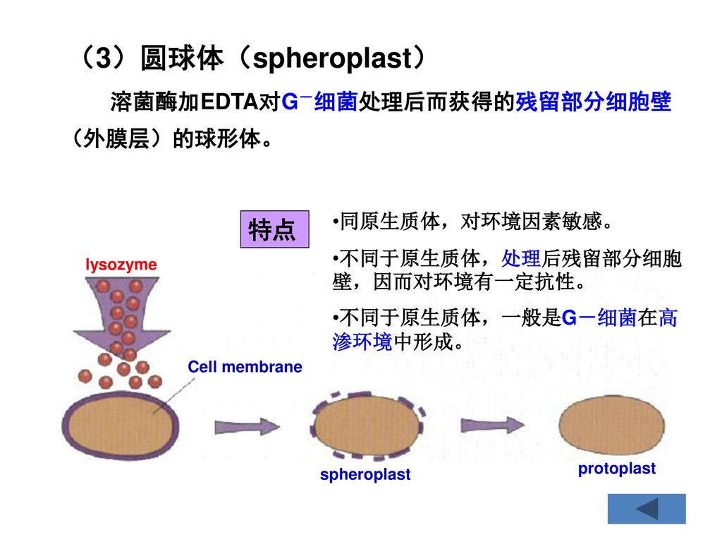 （3）圆球体（spheroplast） 特点 溶菌酶加EDTA对G－细菌处理后而获得的残留部分细胞壁（外膜层）的球形体。