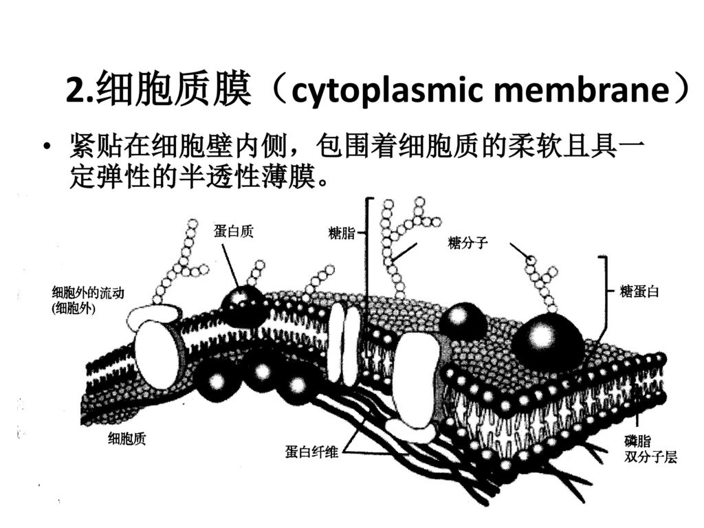 2.细胞质膜（cytoplasmic membrane）