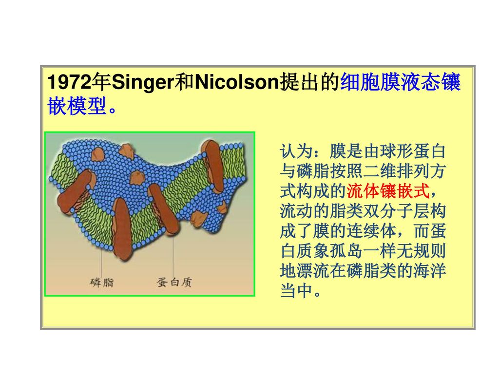 1972年Singer和Nicolson提出的细胞膜液态镶嵌模型。