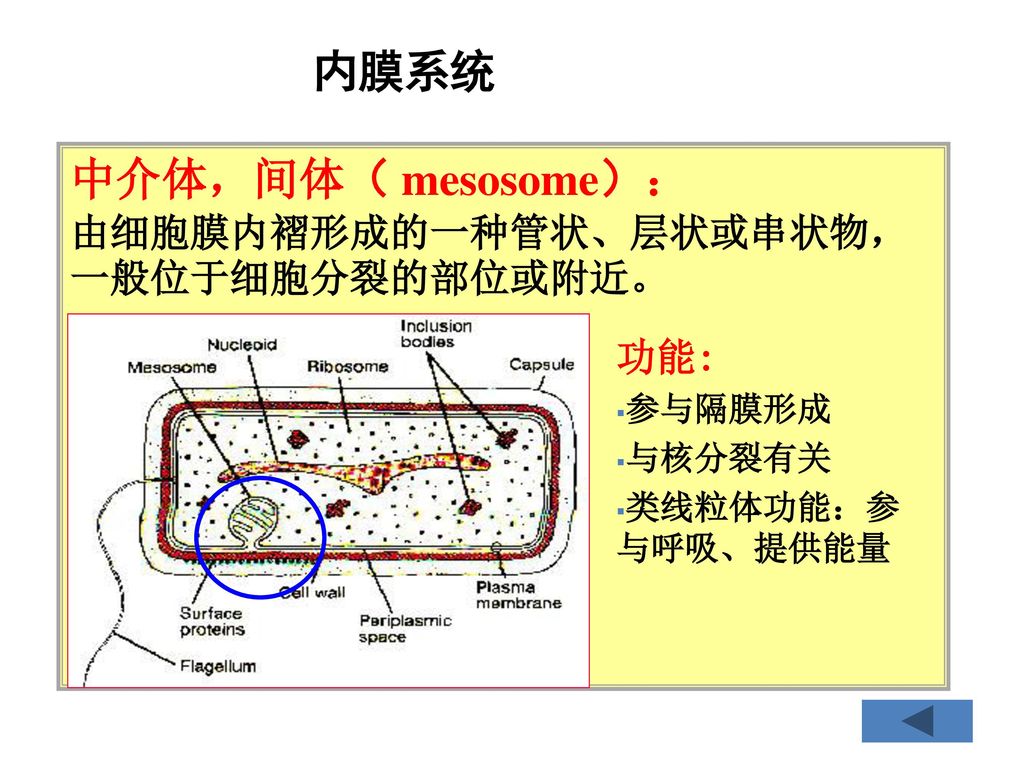 内膜系统 中介体，间体（ mesosome）： 由细胞膜内褶形成的一种管状、层状或串状物，一般位于细胞分裂的部位或附近。 功能: