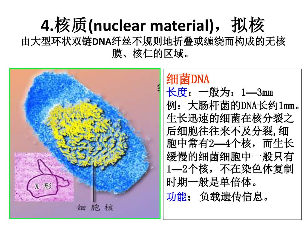 4.核质(nuclear material)，拟核 由大型环状双链DNA纤丝不规则地折叠或缠绕而构成的无核膜、核仁的区域。
