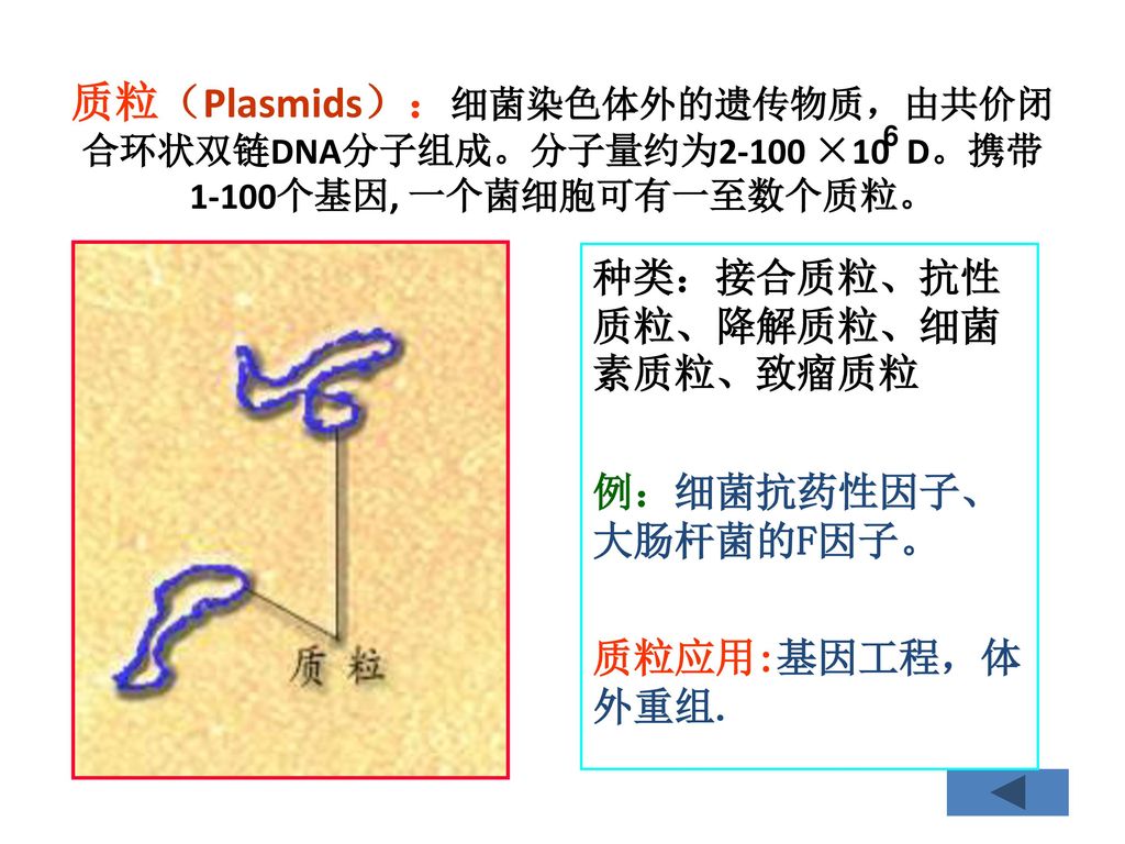 质粒（Plasmids）：细菌染色体外的遗传物质，由共价闭合环状双链DNA分子组成。分子量约为2-100 ×10 D。携带1-100个基因, 一个菌细胞可有一至数个质粒。