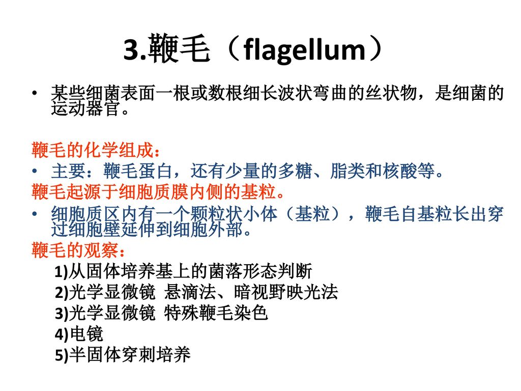 3.鞭毛（flagellum） 某些细菌表面一根或数根细长波状弯曲的丝状物，是细菌的运动器官。 鞭毛的化学组成：