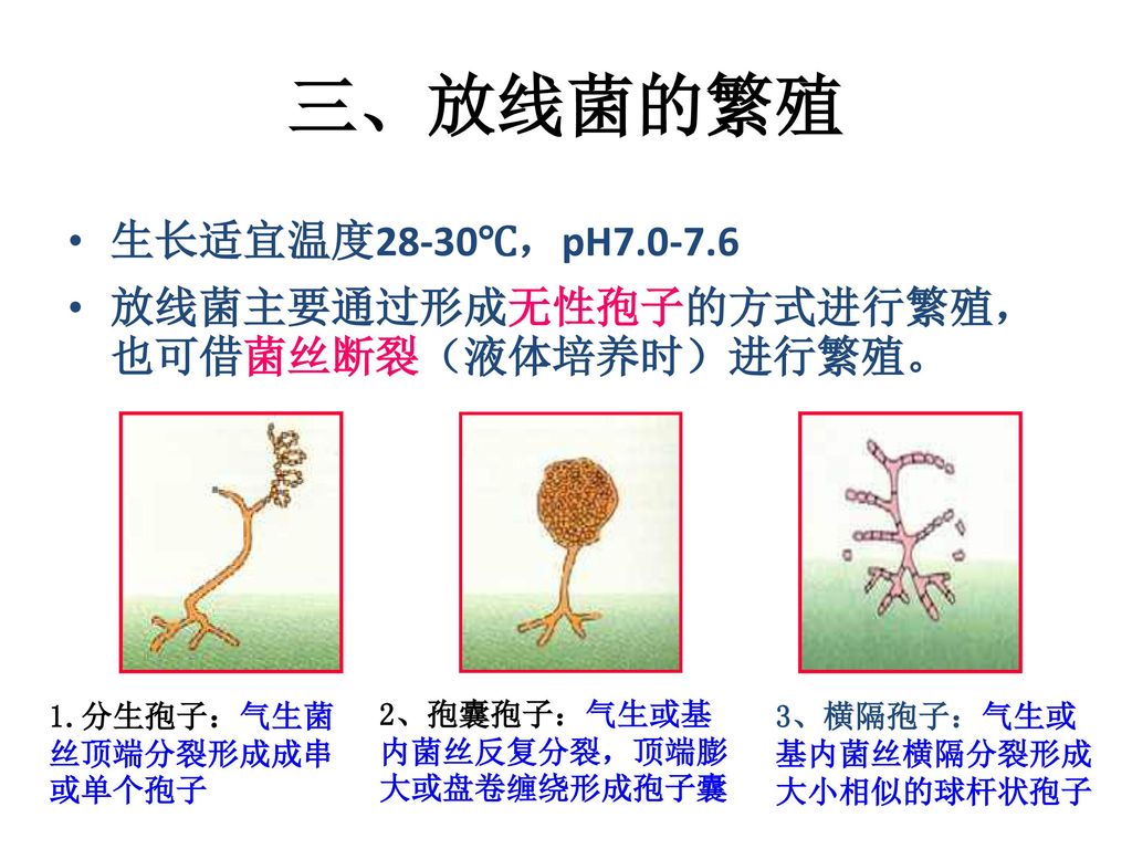 三、放线菌的繁殖 生长适宜温度28-30℃，pH