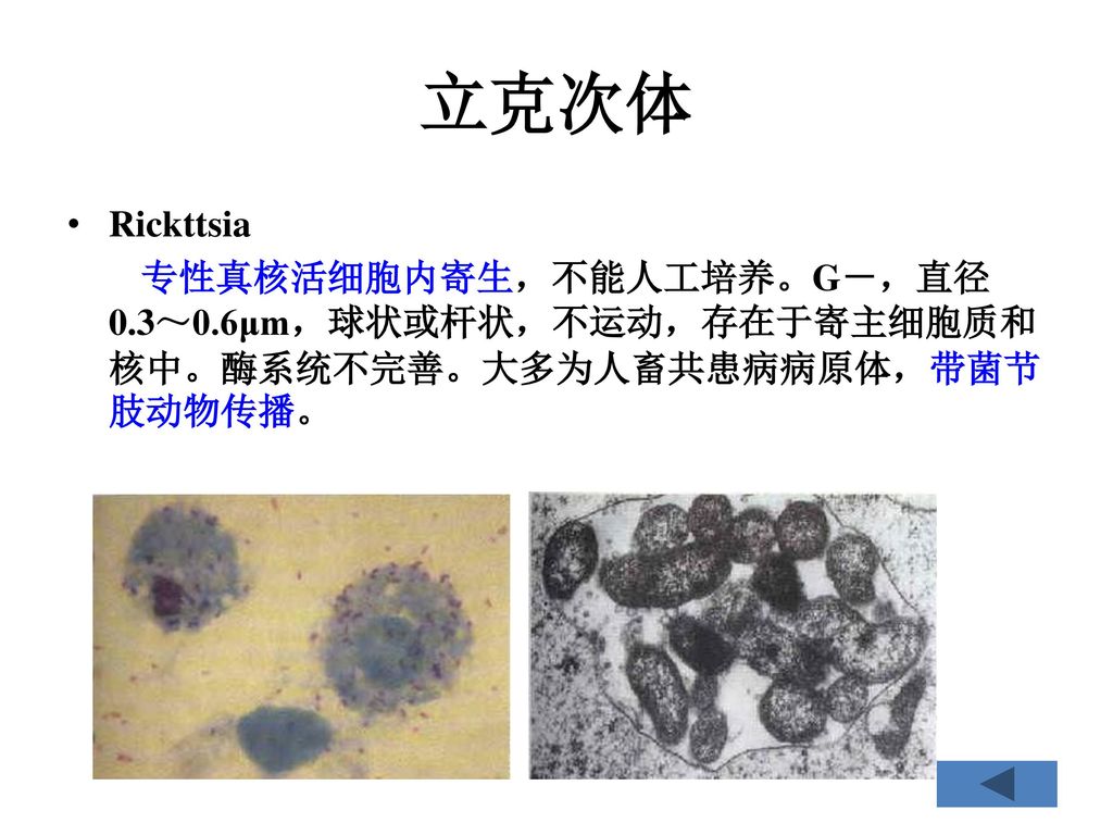 立克次体 Rickttsia 专性真核活细胞内寄生，不能人工培养。G－，直径0.3～0.6μm，球状或杆状，不运动，存在于寄主细胞质和核中。酶系统不完善。大多为人畜共患病病原体，带菌节肢动物传播。