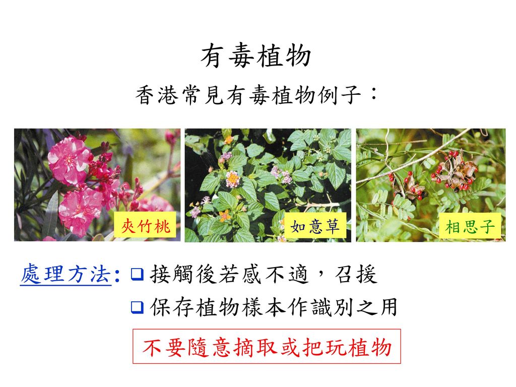 有毒植物 香港常見有毒植物例子： 夾竹桃 如意草 相思子 處理方法: 接觸後若感不適，召援 保存植物樣本作識別之用 不要隨意摘取或把玩植物